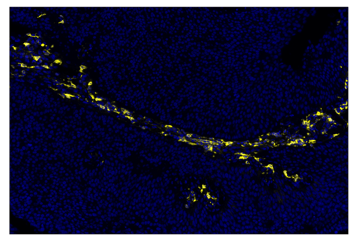 Immunohistochemistry Image 2: CD74 (D5N3I) & CO-0210-488 SignalStar<sup>®</sup> Oligo-Antibody Pair