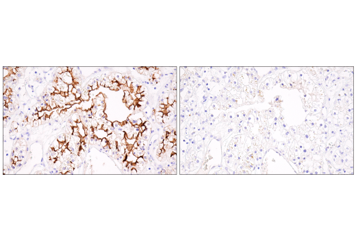 undefined Image 34: SARS-CoV-2 Virus-Host Interaction Antibody Sampler Kit