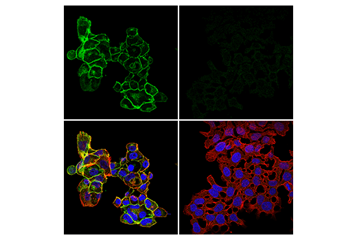 Immunofluorescence Image 1: ZIP8/SLC39A8 (E3V8K) Rabbit Monoclonal Antibody