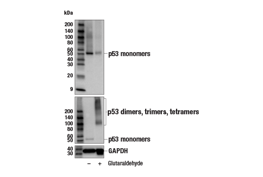 Western Blotting Image 3: p53 (E9B5W) Rabbit Monoclonal Antibody