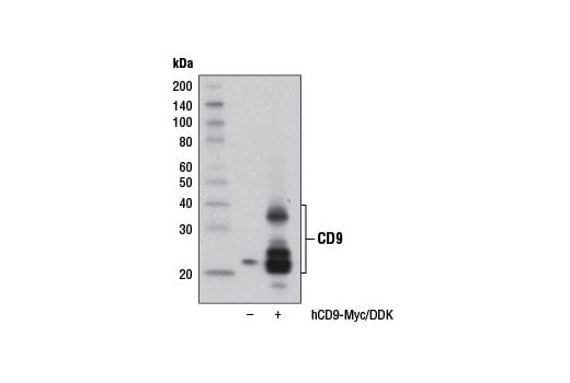 Western Blotting Image 2: CD9 (D3H4P) Rabbit Monoclonal Antibody (BSA and Azide Free)
