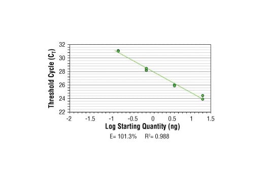 Chromatin Immunoprecipitation Image 2: SimpleChIP<sup>®</sup> Human gamma-Actin Promoter Primers