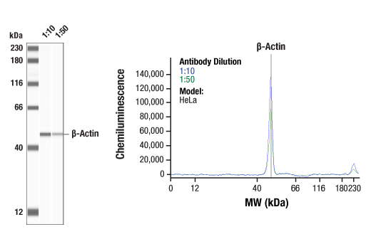 Western Blotting Image 1: beta-Actin (8H10D10) Mouse Monoclonal Antibody