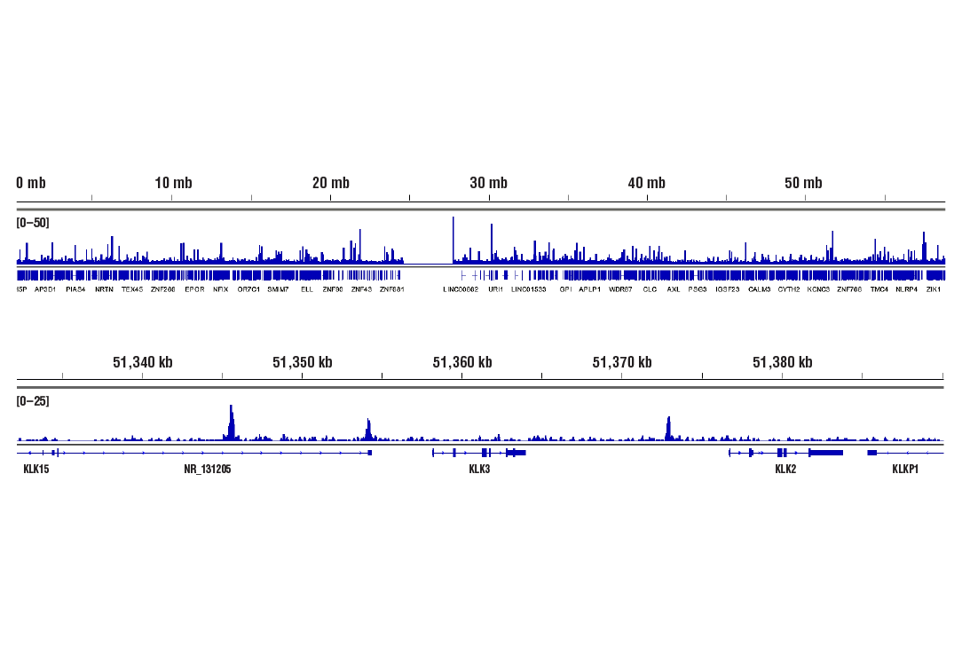 Chromatin Immunoprecipitation Image 2: FoxA1/HNF3 alpha (E7E8W) Rabbit Monoclonal Antibody