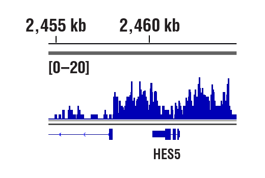 Chromatin Immunoprecipitation Image 1: SS18-SSX (E9X9V) XP<sup>®</sup> Rabbit mAb