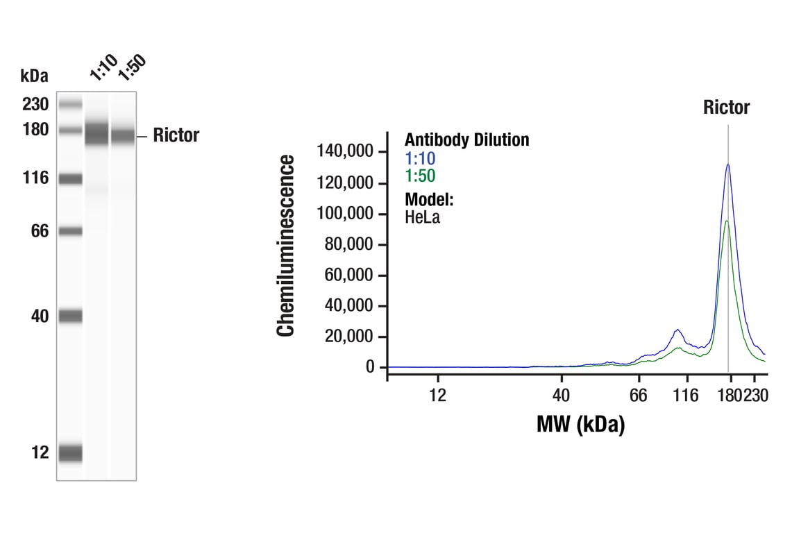 Western Blotting Image 1: Rictor (53A2) Rabbit Monoclonal Antibody