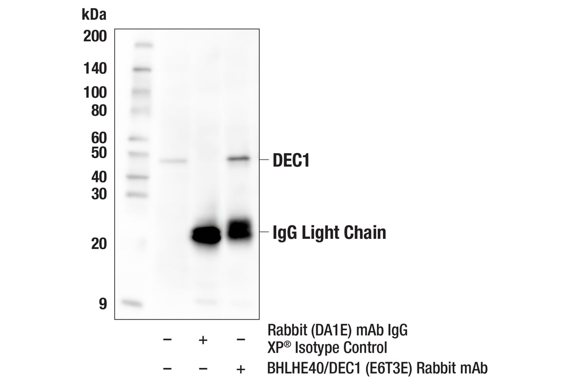 Immunoprecipitation Image 1: BHLHE40/DEC1 (E6T3E) Rabbit Monoclonal Antibody