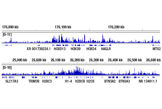 CUT & RUN Image 2: Brd2 (D89B4) Rabbit Monoclonal Antibody
