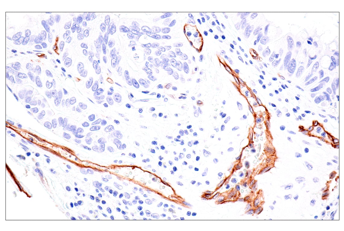 Immunohistochemistry Image 3: Claudin-5 (E5D9Y) Rabbit Monoclonal Antibody