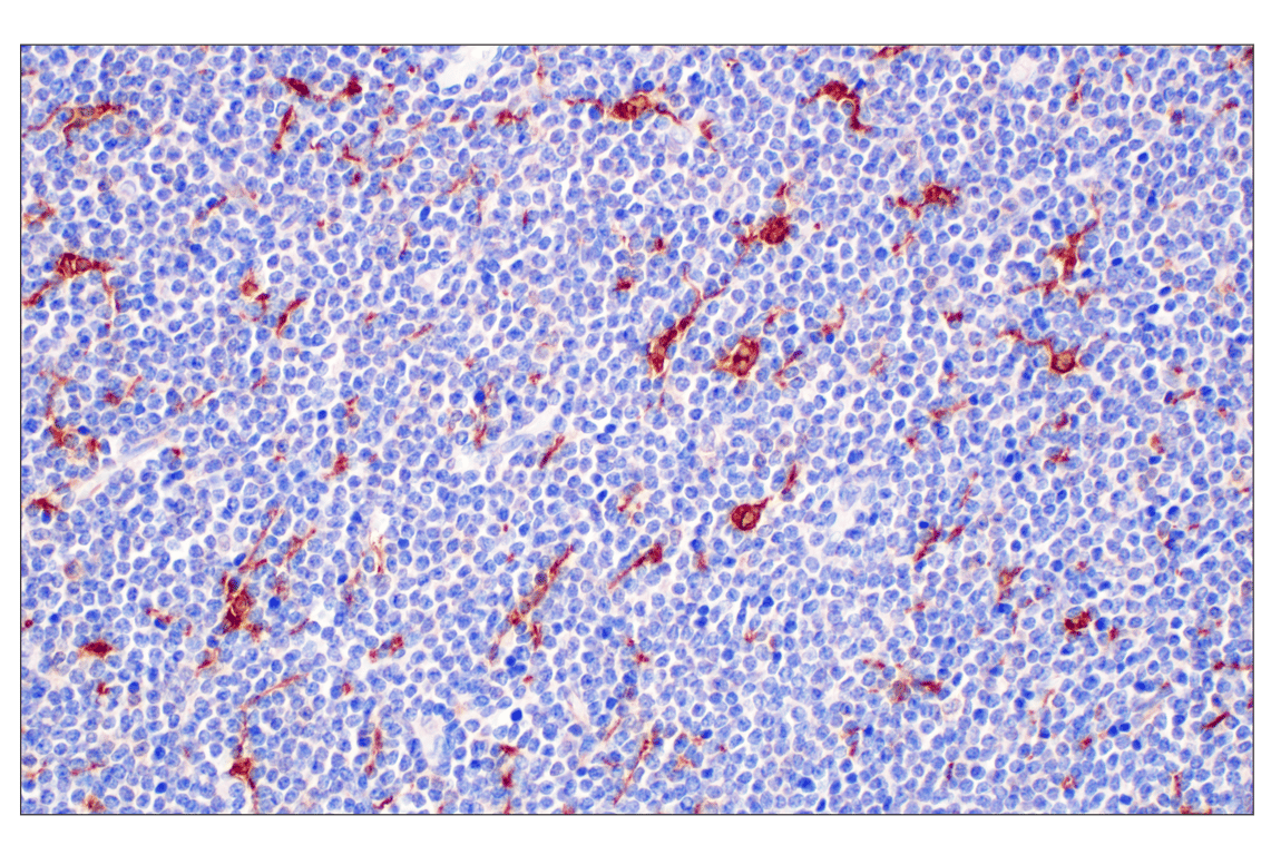 Immunohistochemistry Image 2: SHMT1 (F5Q3S) Rabbit Monoclonal Antibody