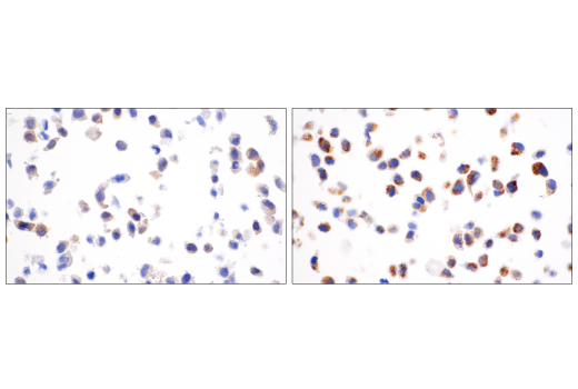 Immunohistochemistry Image 8: LC3B (E5Q2K) Mouse Monoclonal Antibody (BSA and Azide Free)