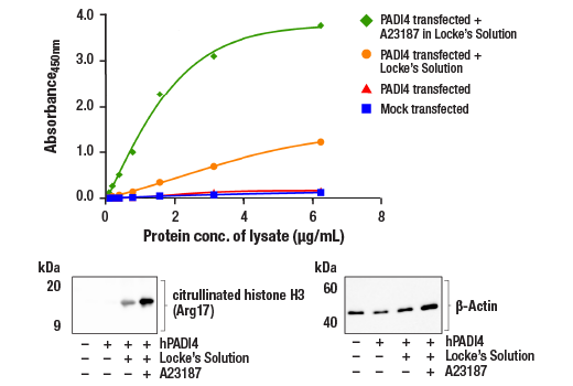 ELISA Image 1: FastScan<sup>™</sup> Citrullinated Histone H3 (Arg17) ELISA Kit