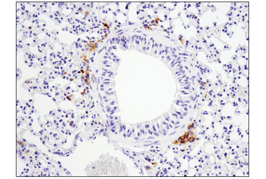 Immunohistochemistry Image 1: Fc-gamma RIIB (D8F9C) Rabbit Monoclonal Antibody (BSA and Azide Free)