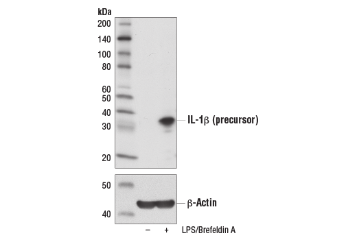 Western Blotting Image 2: IL-1 beta (3A6) Mouse Monoclonal Antibody (BSA and Azide Free)