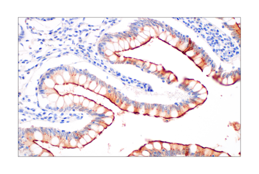 Immunohistochemistry Image 2: ACE2 (OTI1G4) Mouse Monoclonal Antibody