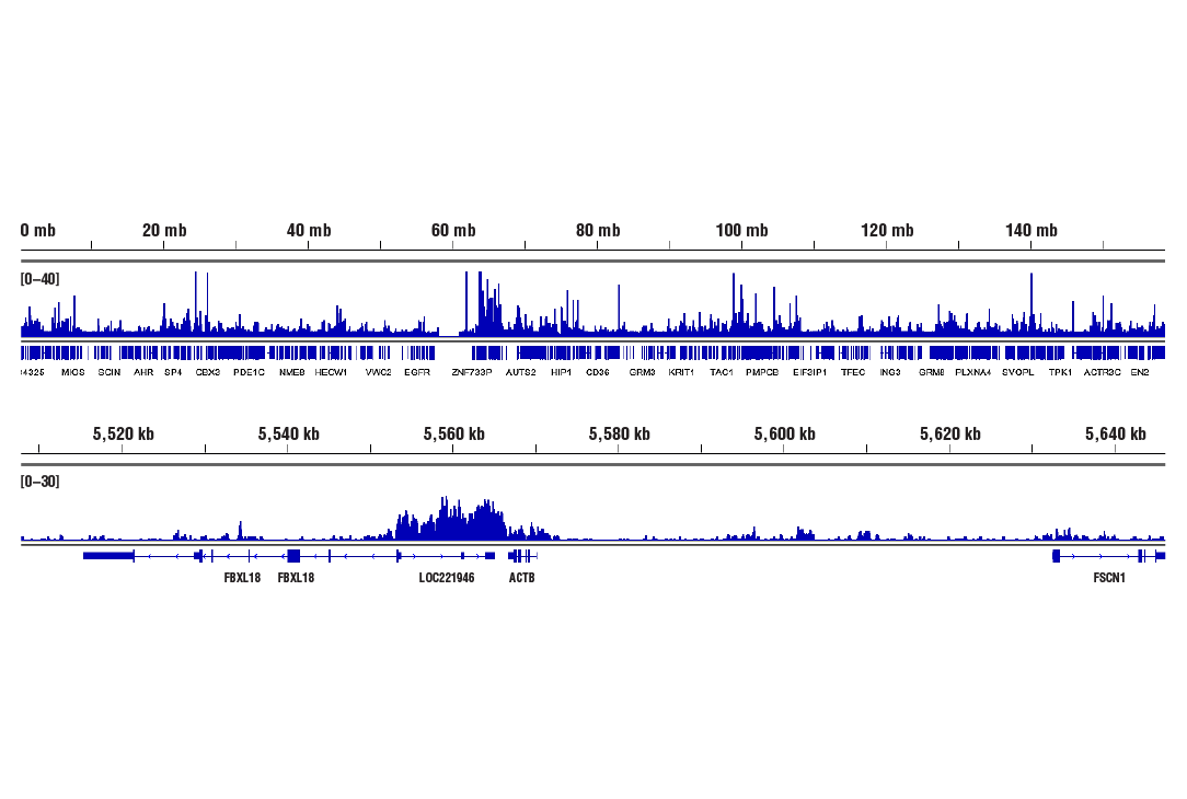 CUT & RUN Image 2: Phospho-Rpb1 CTD (Ser2) (E1Z3G) Rabbit Monoclonal Antibody