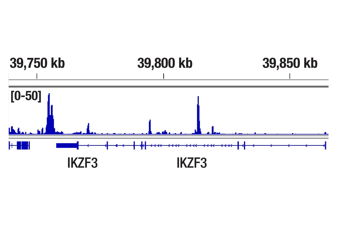 CUT & Tag Image 1: Helios (D8W4X) Rabbit Monoclonal Antibody
