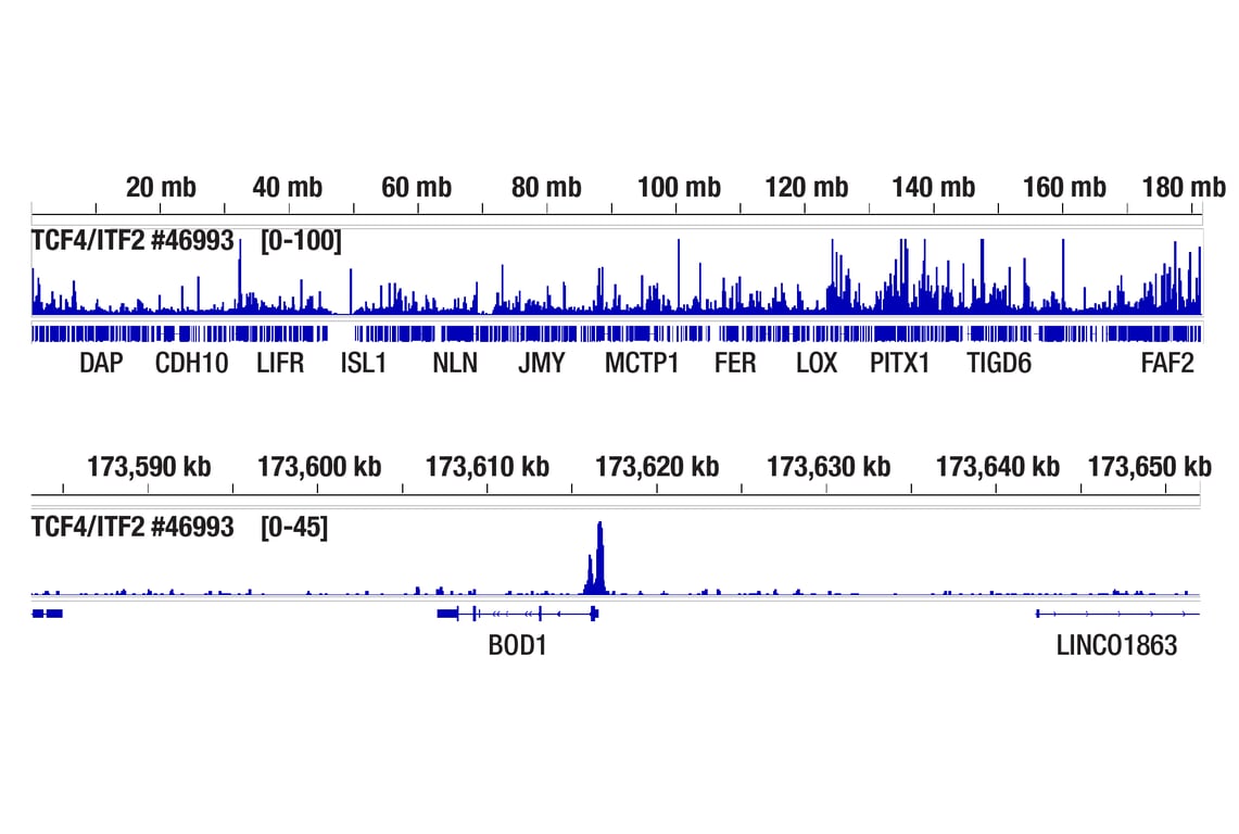 CUT & RUN Image 2: TCF4/ITF2 (E3X2Y) Rabbit Monoclonal Antibody (ChIP Formulated)