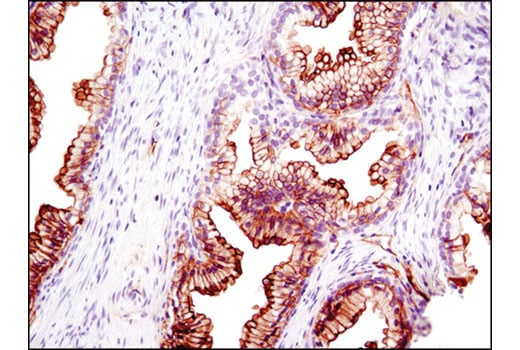 Immunohistochemistry Image 1: S100A10 (4E7E10) Mouse Monoclonal Antibody