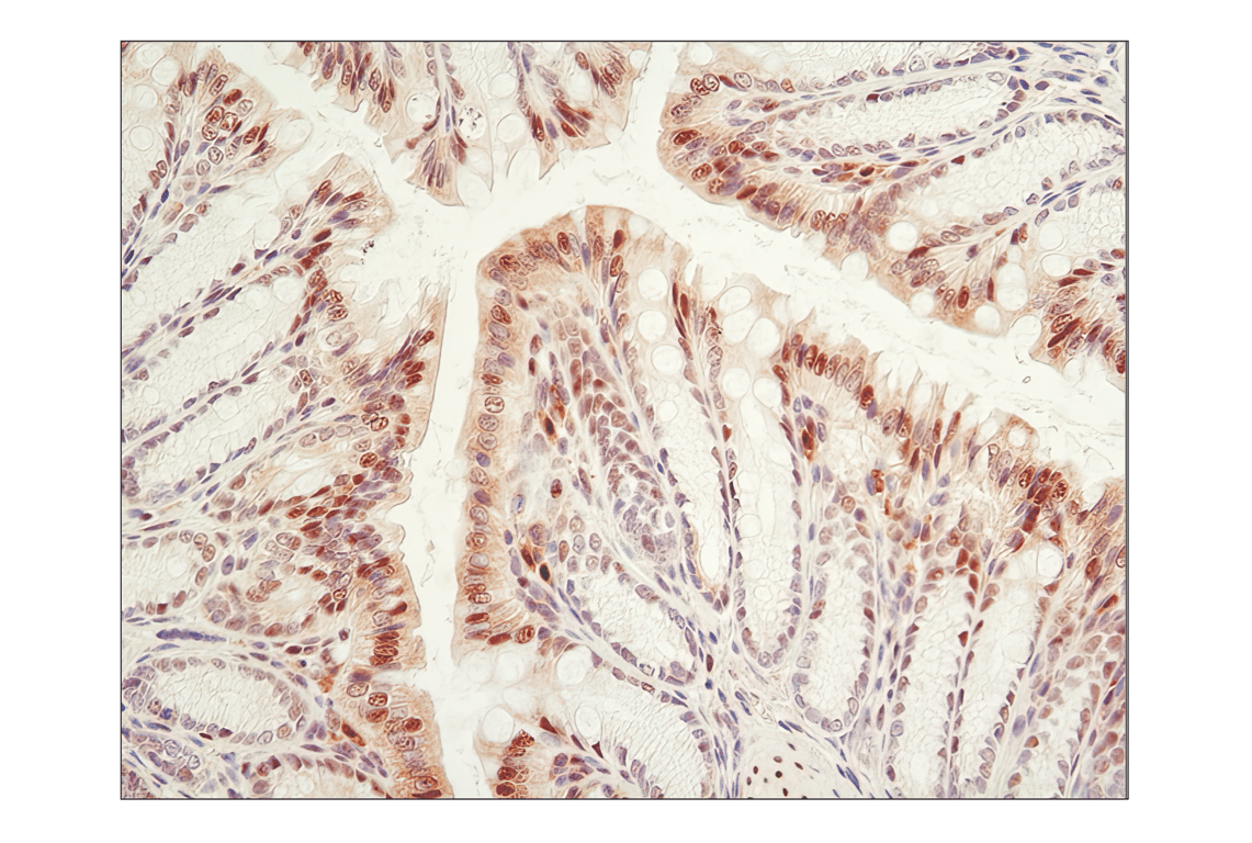 Immunohistochemistry Image 2: GAPDH (D16H11) Rabbit Monoclonal Antibody