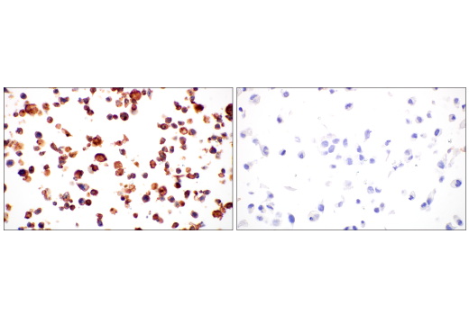 Immunohistochemistry Image 7: BST2 (E4N3W) Rabbit Monoclonal Antibody (BSA and Azide Free)