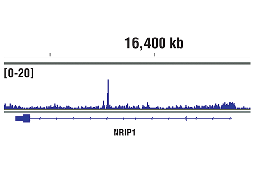 Chromatin Immunoprecipitation Image 1: SRC-2 (D2X4M) Rabbit Monoclonal Antibody