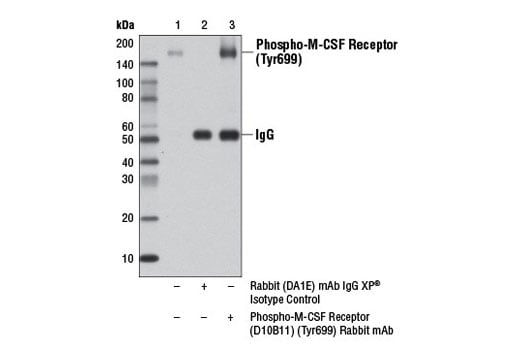 Western Blotting Image 2: Phospho-CSF-1R/M-CSF-R (Tyr699) (D10B11) Rabbit Monoclonal Antibody (BSA and Azide Free)