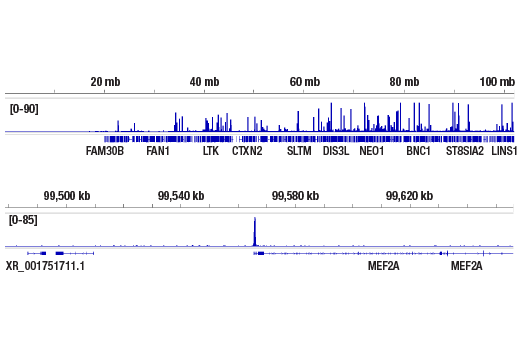 Chromatin Immunoprecipitation Image 2: NRF1 (D9K6P) Rabbit Monoclonal Antibody