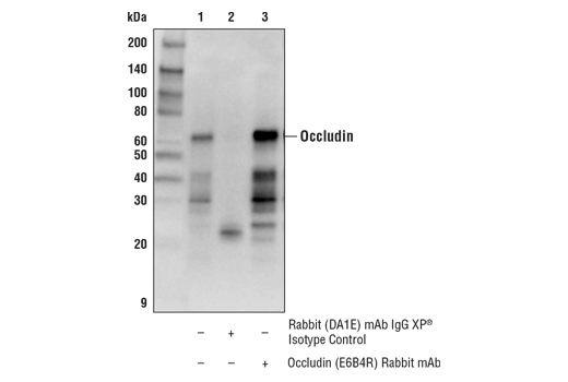 Immunoprecipitation Image 1: Occludin (E6B4R) Rabbit Monoclonal Antibody