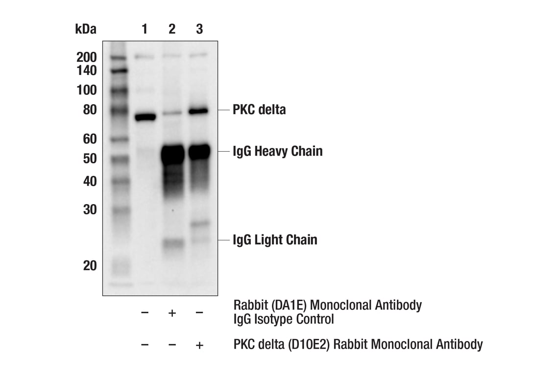 Immunoprecipitation Image 1: PKC delta (D10E2) Rabbit Monoclonal Antibody