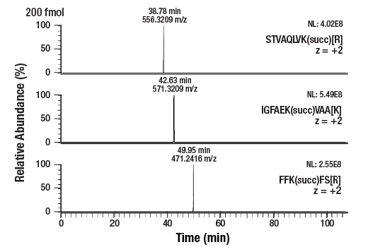 undefined Image 5: PTMScan<sup>®</sup> Control Peptides Succinyl-Lysine