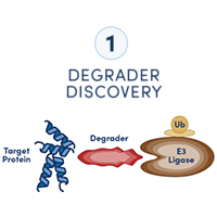 A diagram showing six steps in a workflow to develop a targeted protein degradation drug