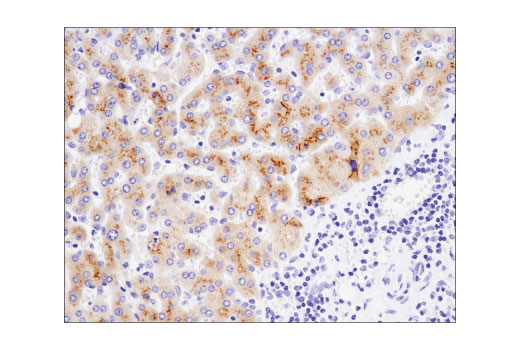Immunohistochemistry Image 2: IGFBP1 (D4E9T) Rabbit Monoclonal Antibody