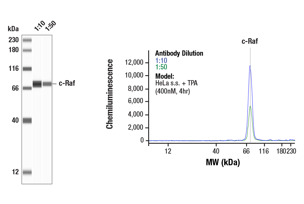 undefined Image 32: c-Oncogene Antibody Sampler Kit