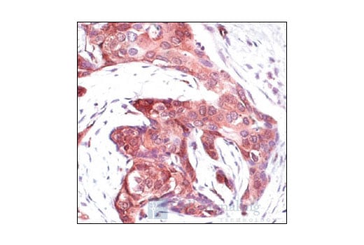 Immunohistochemistry Image 1: Phospho-(Ser) 14-3-3 Binding Motif Antibody