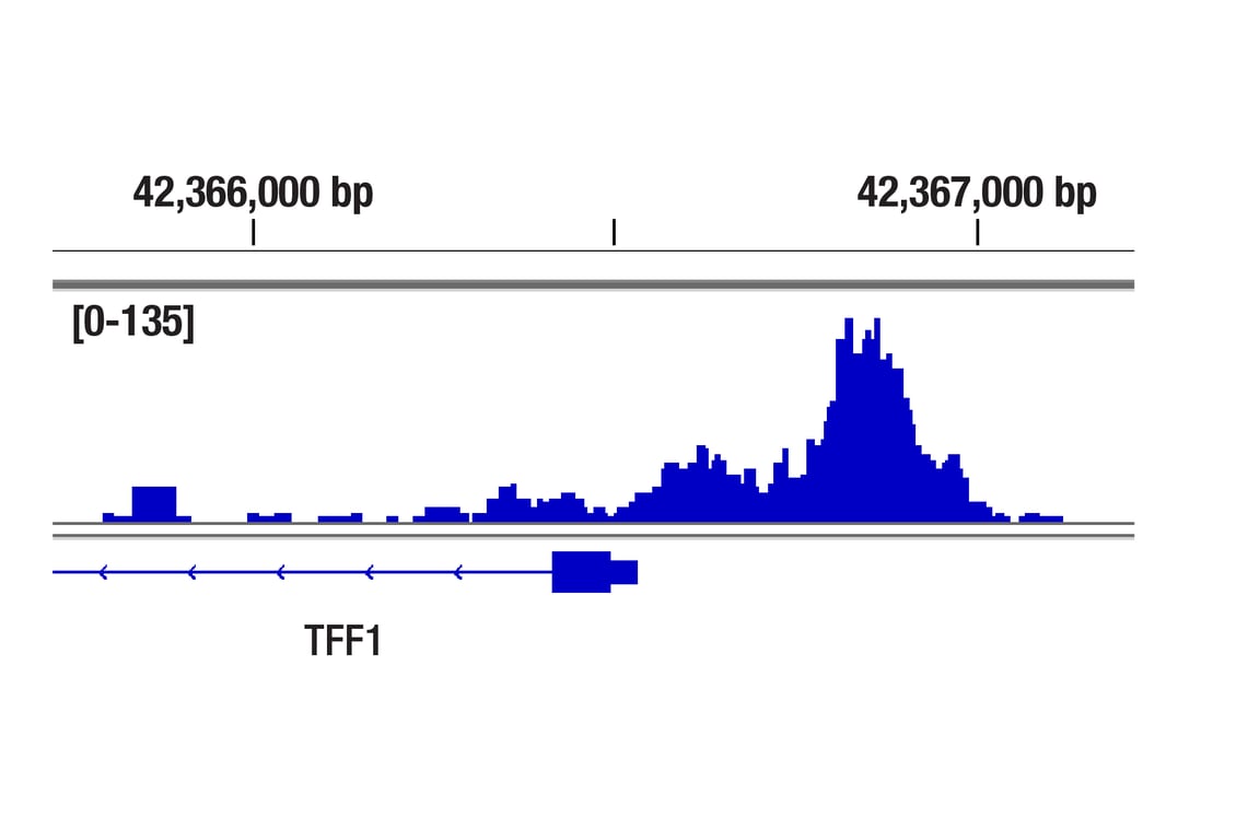 CUT & Tag Image 1: SMARCC2/BAF170 (D8O9V) Rabbit Monoclonal Antibody