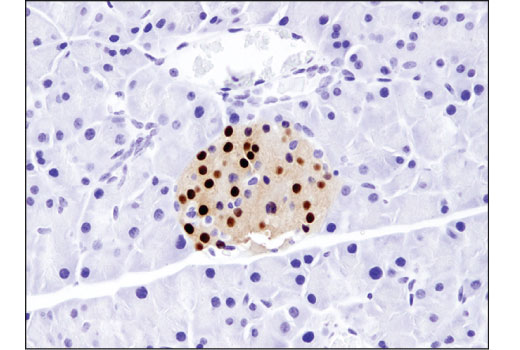Immunohistochemistry Image 1: NKX6.1 (D8O4R) Rabbit Monoclonal Antibody (BSA and Azide Free)