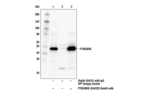 Immunoprecipitation Image 1: PTK6/BRK (D4O2D) Rabbit Monoclonal Antibody