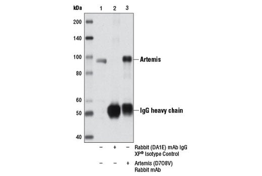 undefined Image 10: Non-Homologous End Joining (NHEJ) DNA Repair Antibody Sampler Kit