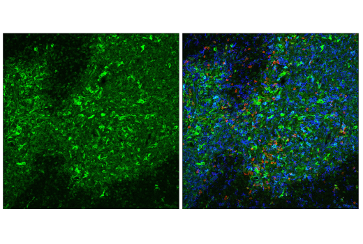 ハムページ STING (E9X7F) Rabbit mAb (Alexa Fluor® 488 Conjugate) | Cell