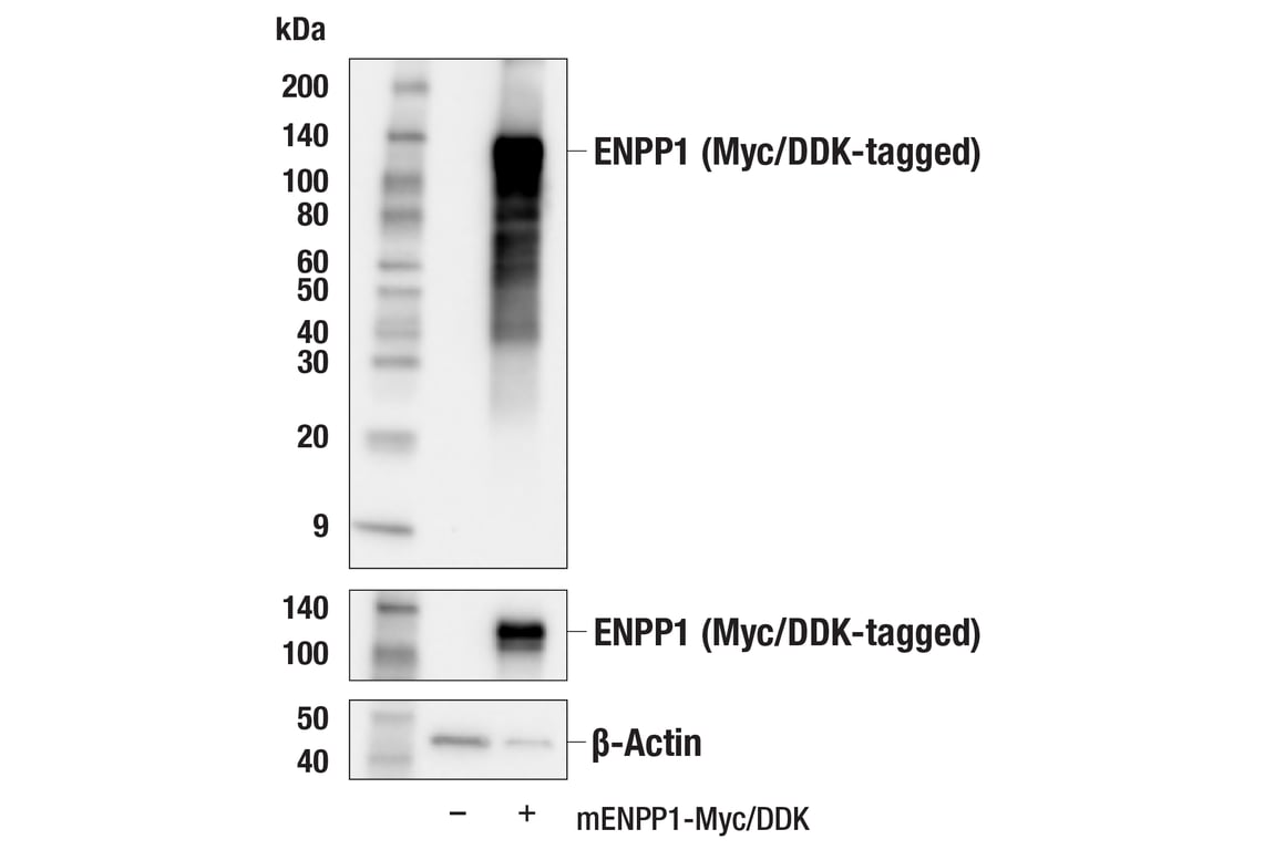 Western Blotting Image 2: ENPP1 (E4I2P) Rabbit Monoclonal Antibody
