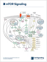 mTOR Signaling diagram