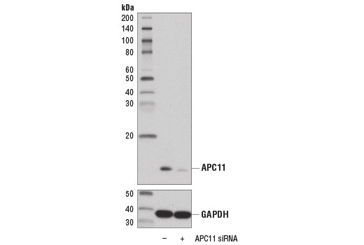 Western Blotting Image 2: APC11 (D1E7Q) Rabbit Monoclonal Antibody