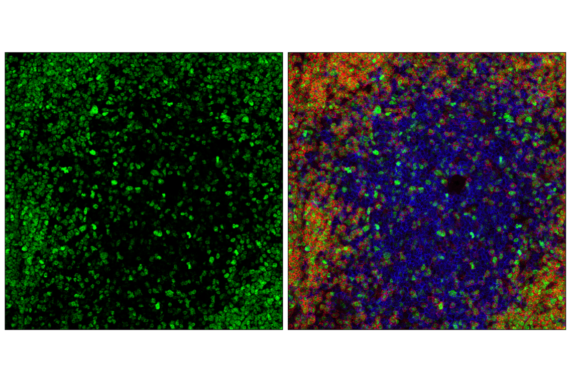 Immunofluorescence Image 2: POU2F2 (F3B7M) Rabbit Monoclonal Antibody