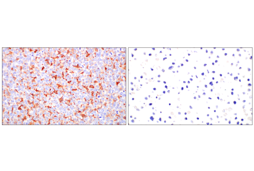 Immunohistochemistry Image 9: FcRn (E4D5I) Rabbit Monoclonal Antibody