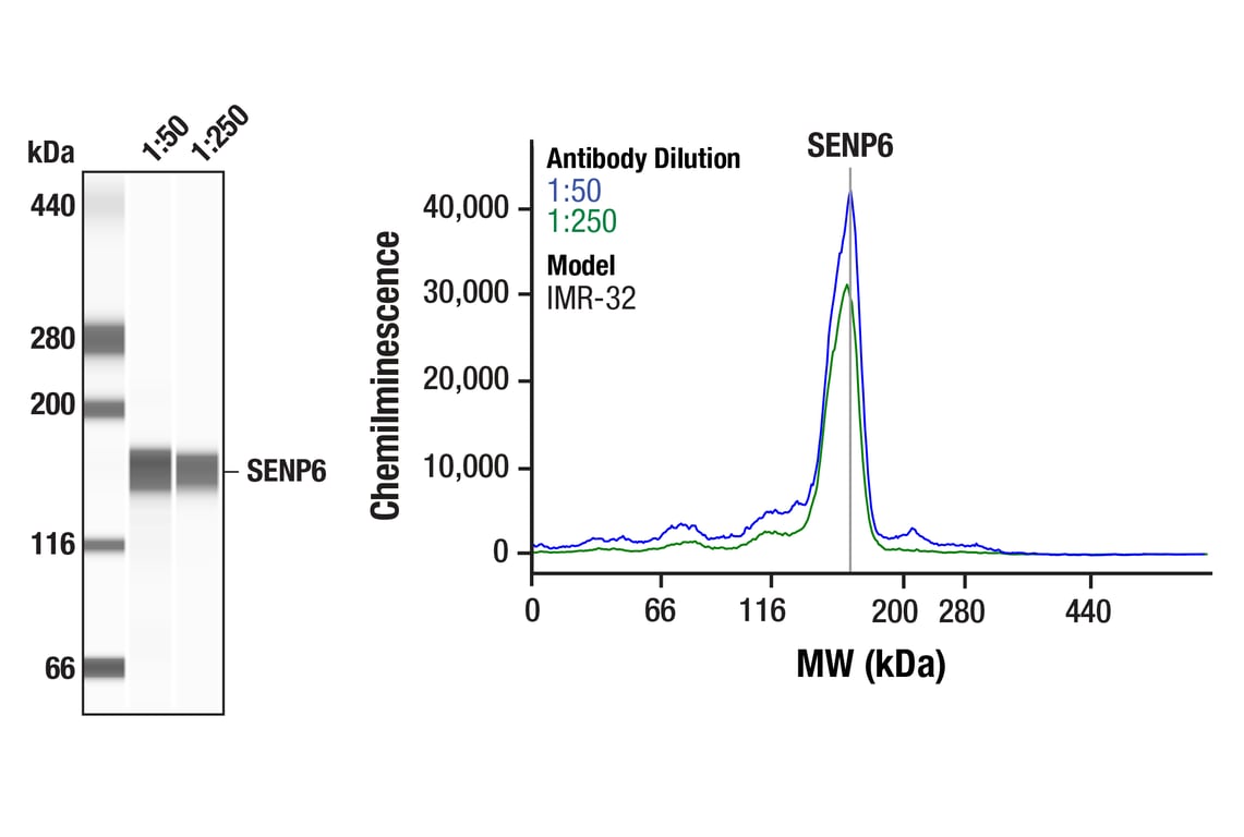 Western Blotting Image 1: SENP6 (F2K4K) Rabbit Monoclonal Antibody