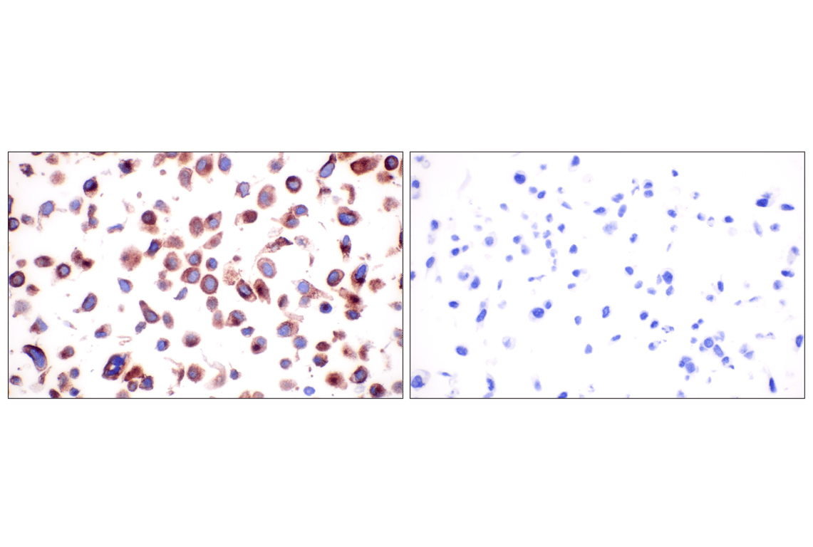 Cathepsin Z (F4M4S) Rabbit Monoclonal Antibody | Cell Signaling