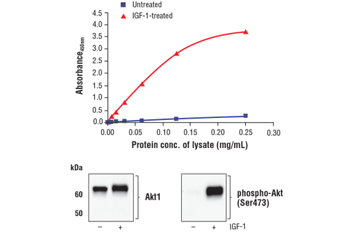 ELISA Image 1: FastScan<sup>™</sup> Phospho-Akt1 (Ser473) ELISA Kit