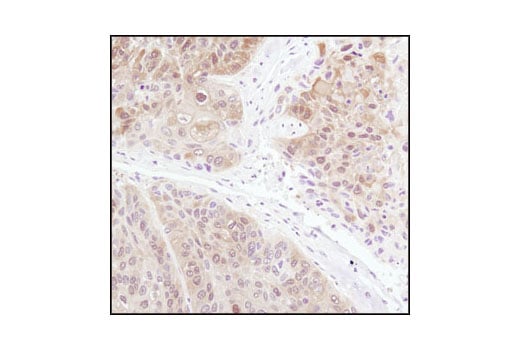 Immunohistochemistry Image 3: 4E-BP1 (53H11) Rabbit Monoclonal Antibody (BSA and Azide Free)