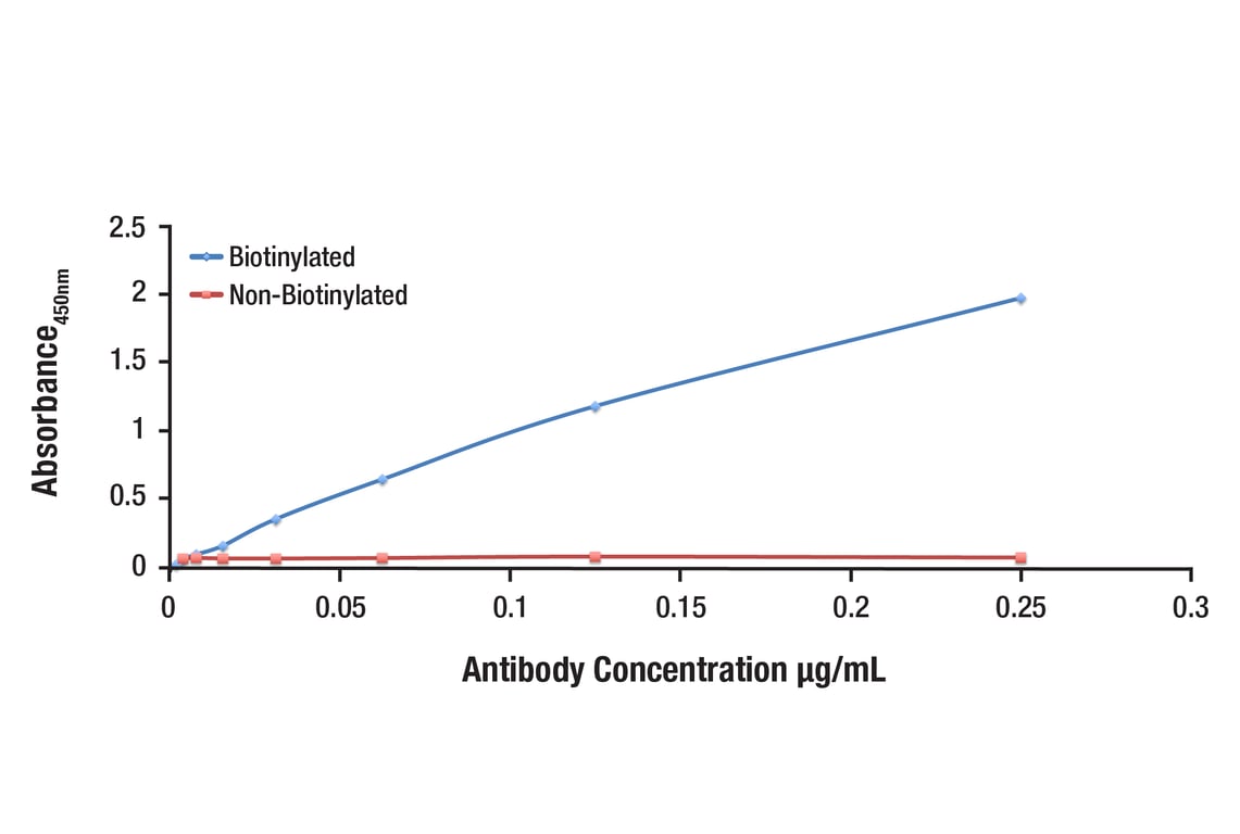 E Image 1: Phospho-CREB (Ser133) (87G3) Rabbit Monoclonal Antibody (Biotinylated)